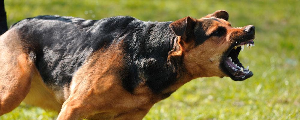 Ayuda de demanda por lesiones por mordedura de perro